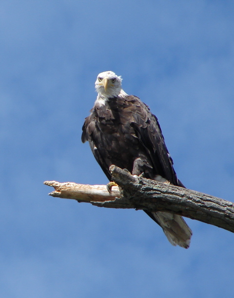 Eagle at Stockport Flats